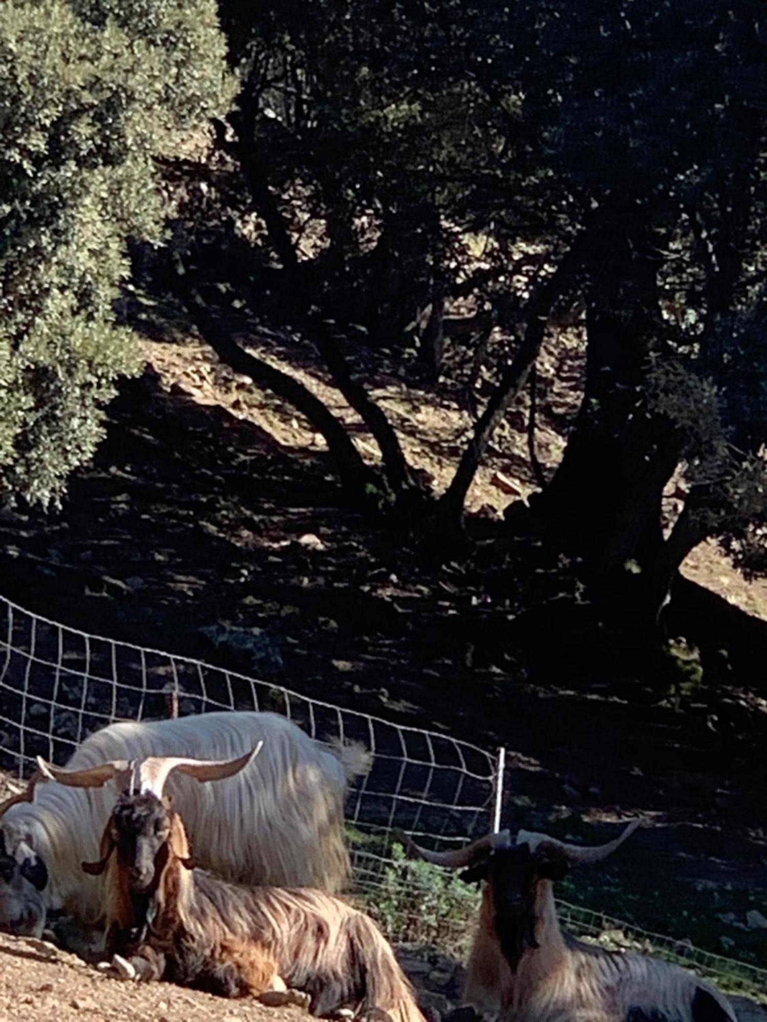 B&B Helga'S Agricampeggio Seùlo Εξωτερικό φωτογραφία